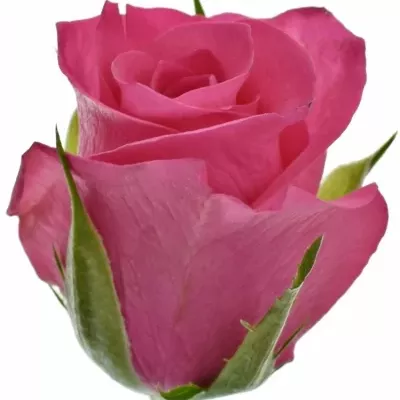 Růžová růže FRISBEE 80cm (S)