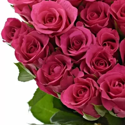 Růžová růže FRISBEE 50cm (S)