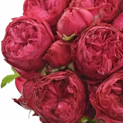 Růžová růže FROZEN SUMMERHOUSE 35cm/3+