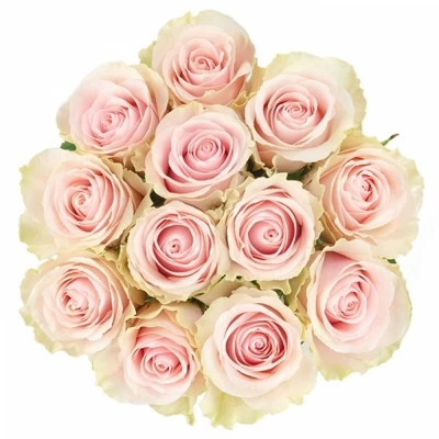 Růžová růže FRUTTETO