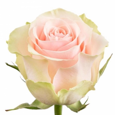 Růžová růže FRUTTETO 80cm (XXL)EQ
