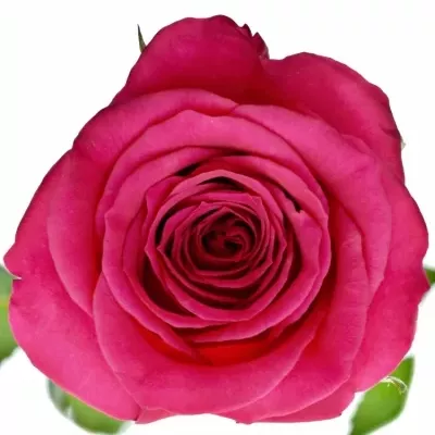 Ružová ruža Fuchsian