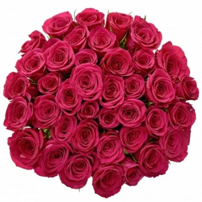 Růžová růže FUCHSIANA