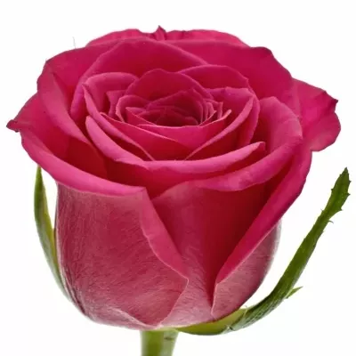 Ružová ruža Fuchsian 60cm (M)
