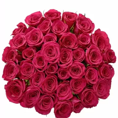 Ružová ruža Fuchsian
