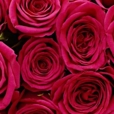 Růžová růže FUCHSIANA