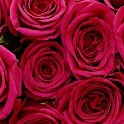 Růžová růže FUCHSIANA