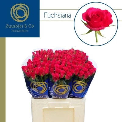 Růžová růže FUCHSIANA