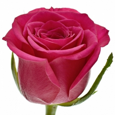 Růžová růže FUCHSIANA