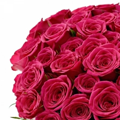 Růžová růže FUCHSIANA