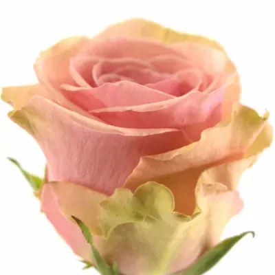 Růžová růže GERALDINE 50cm (L)