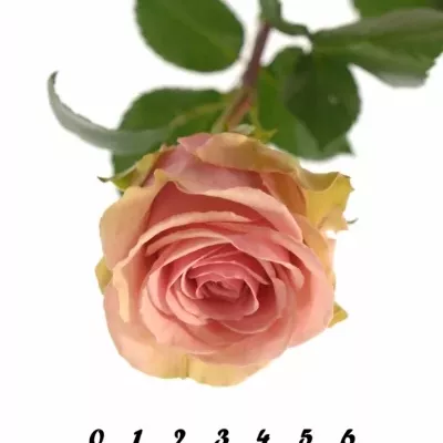 Růžová růže GERALDINE