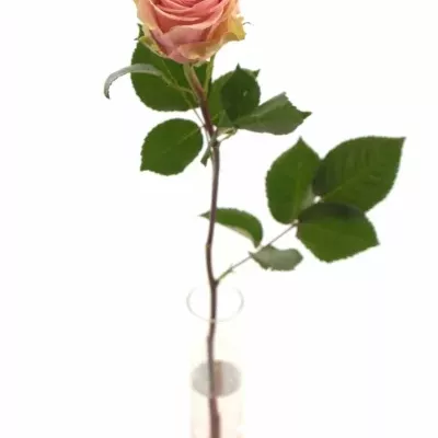 Růžová růže GERALDINE