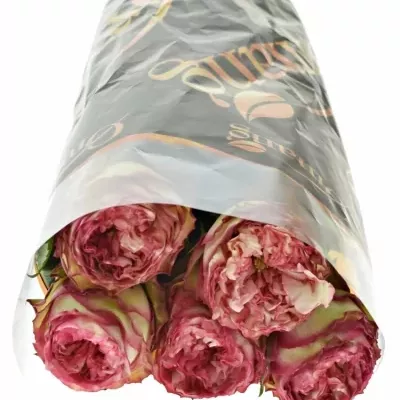 Růžová růže GLENDOR SUMMERHOUSE50cm (XXL)