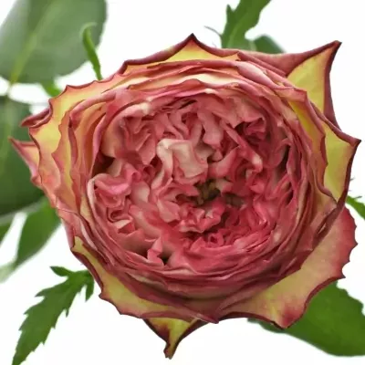 Růžová růže GLENDOR SUMMERHOUSE50cm (XXL)