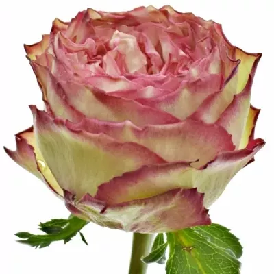 Růžová růže GLENDOR SUMMERHOUSE 50cm (XXL)