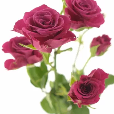 Růžová růže GLORIOUS 60cm/4+