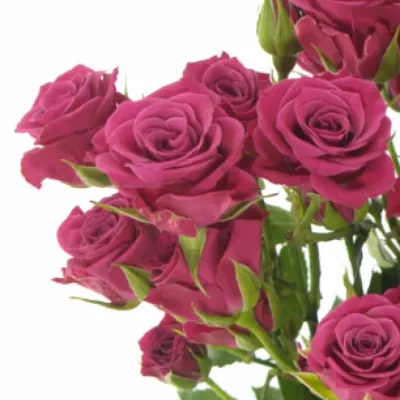 Fialová růže trsová GLORIOUS 50cm/4+ 