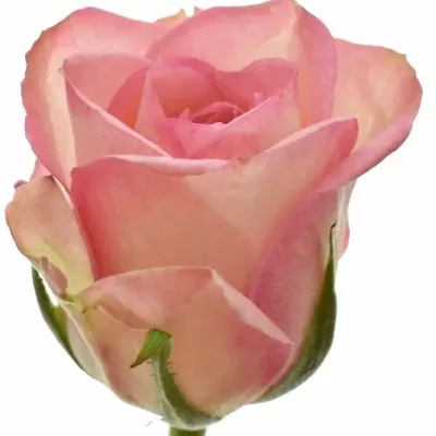Růžová růže GLOSSY 50cm (M)