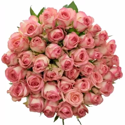 Růžová růže GLOSSY 50cm (M)