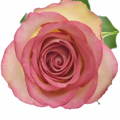 Růžová růže GLOW! 70cm