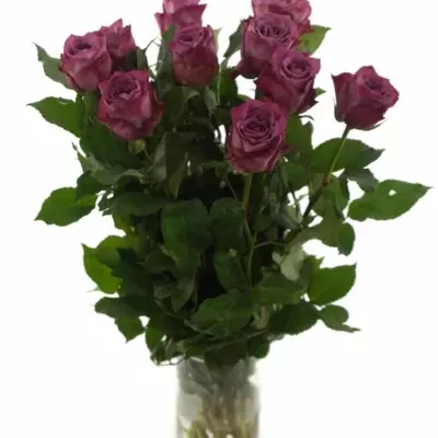 Růžová růže Matchpoint! 60cm
