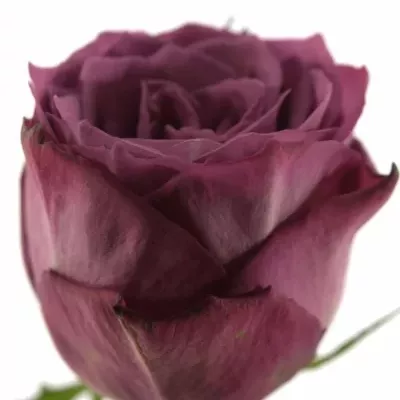 Růžová růže MATCHPOINT! 60cm