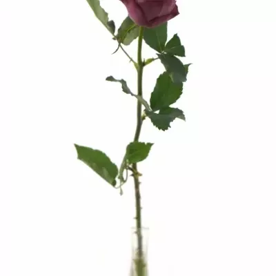 Růžová růže Matchpoint! 60cm