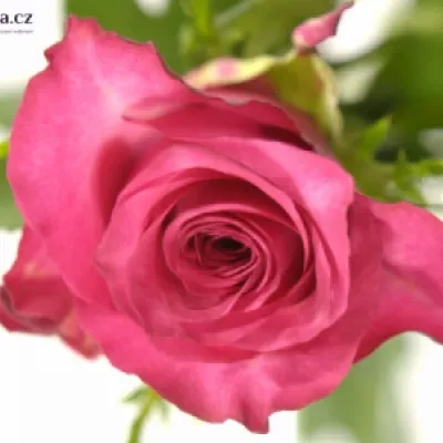 Růžová růže SANAA +