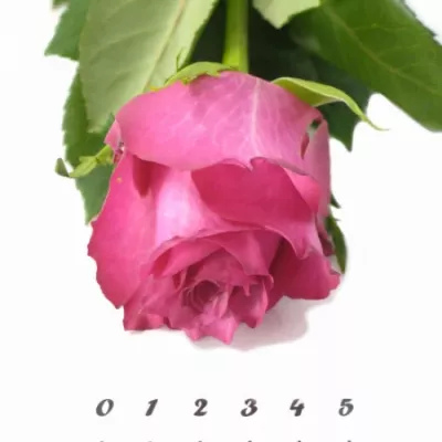 Růžová růže SANAA +
