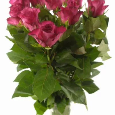 Růžová růže SANAA +