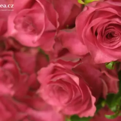 Růžová růže SANAA +