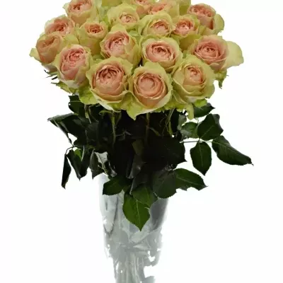 Růžová Růže GRAVITY@ 80cm (XL)