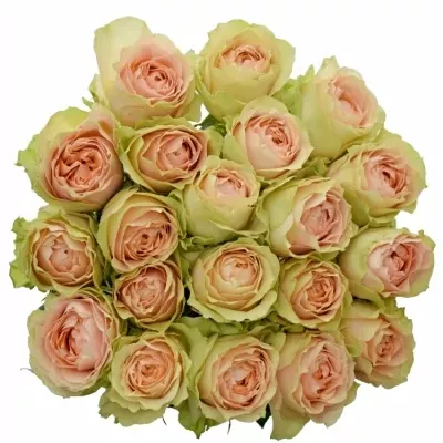 Růžová Růže GRAVITY@ 80cm (XL)