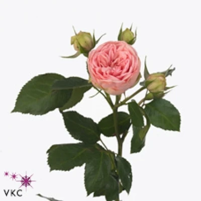 Růžová růže trsová HAPPY PIANO 30 cm / 2+