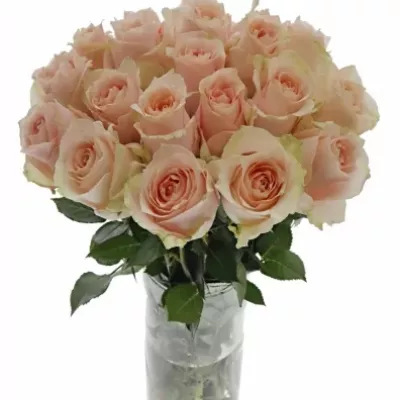 Růžová růže HARMONY PEACH 50cm (L)