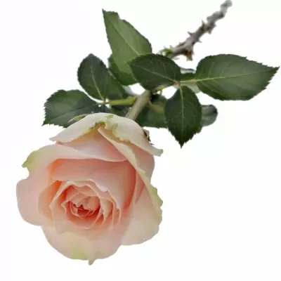 Růžová růže HARMONY PEACH 50cm (L)