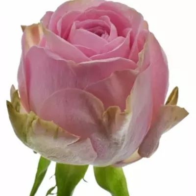 Růžová růže HEIDI! 35cm (M)