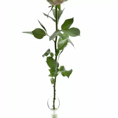 Růžová růže HELEN OF TROY 80cm (XXL)