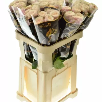 Růžová růže HELEN OF TROY 80cm (XXL)