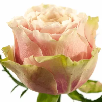 Růžová růže HELEN OF TROY 80cm (XXL)