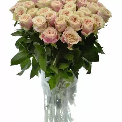 Růžová růže HELEN OF TROY 80cm (XXL)