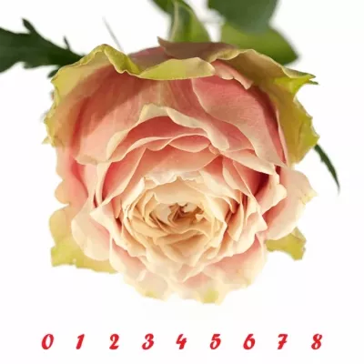 Růžová růže HELEN OF TROY 80cm (XXL)