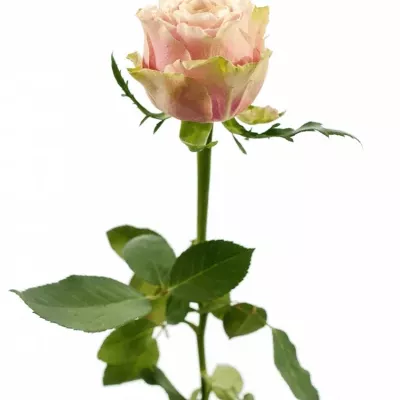 Růžová růže HELEN OF TROY 80cm (XXL)