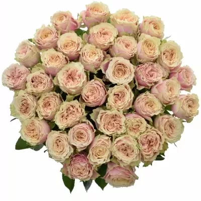 Růžová růže HELEN OF TROY 80cm (XXL)