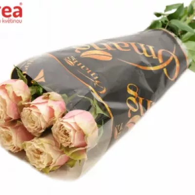 Růžová růže HELEN OF TROY 80cm (XXL)