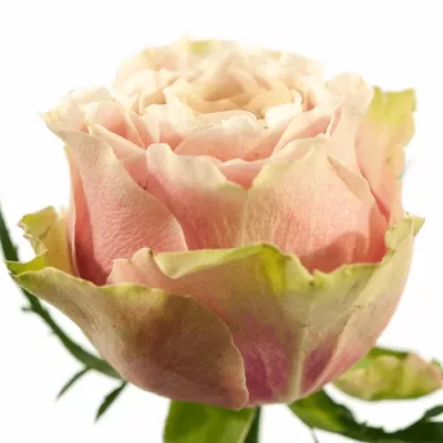 Růžová růže HELEN OF TROY 90cm (XXL)