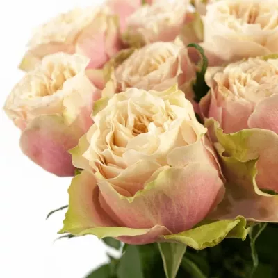 Růžová růže HELEN OF TROY 80cm (XXL)