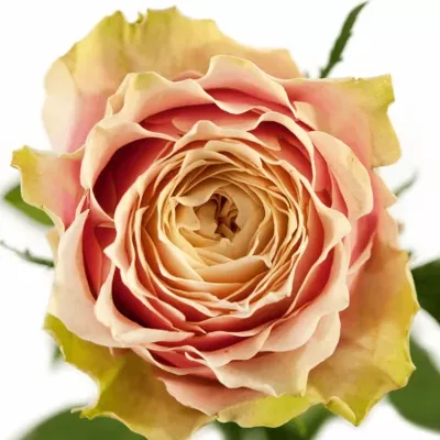 Růžová růže HELEN OF TROY 80cm (XXL)