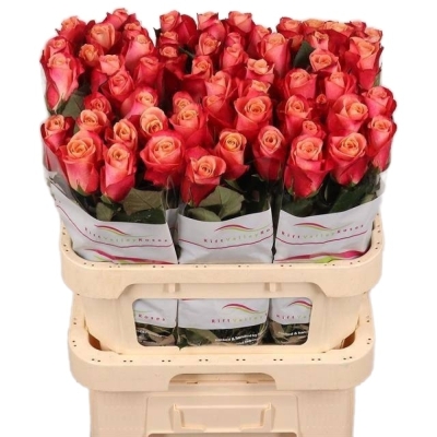 Růžová růže HELENE 50cm (XL)